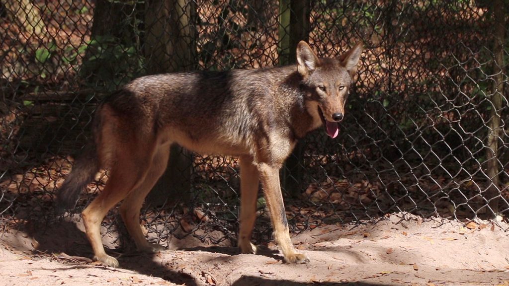Male red wolf puppy born at the Tallahassee Museum in 2017.