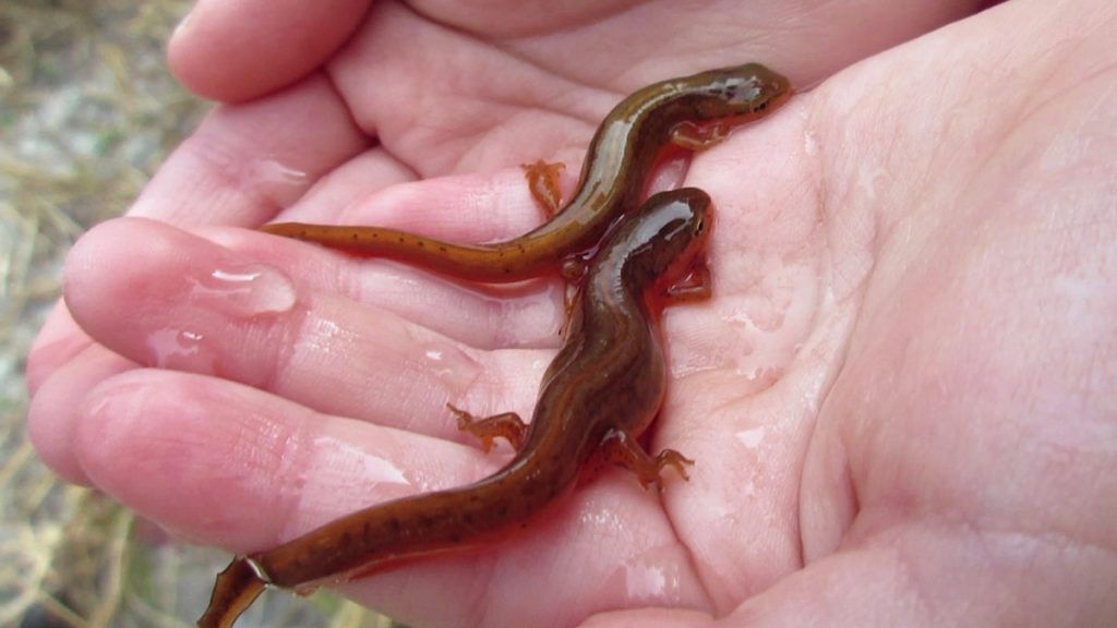 Two striped newts in the palm of a childs hand, moments before they were released into an ephemeral wetland in the Apalachicola National Forest.