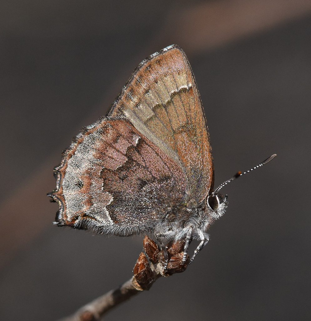 Frosted Elfin butterfly, in the Musnon Sandhills region of the Apalachicola National Forest.