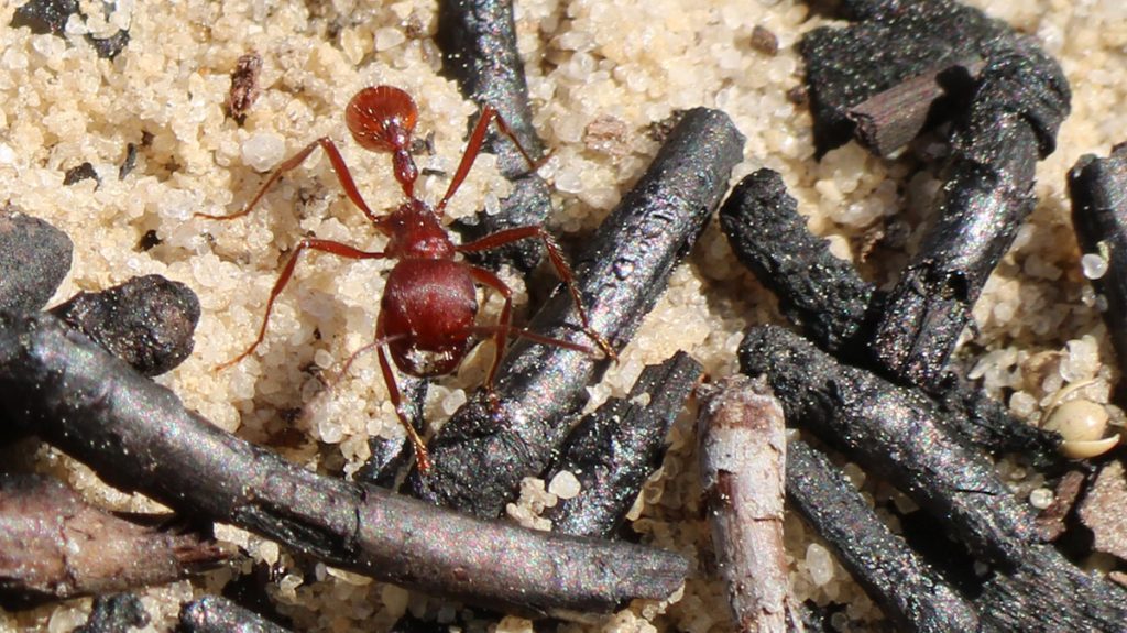 Florida harvester ant among its charcoal garden.