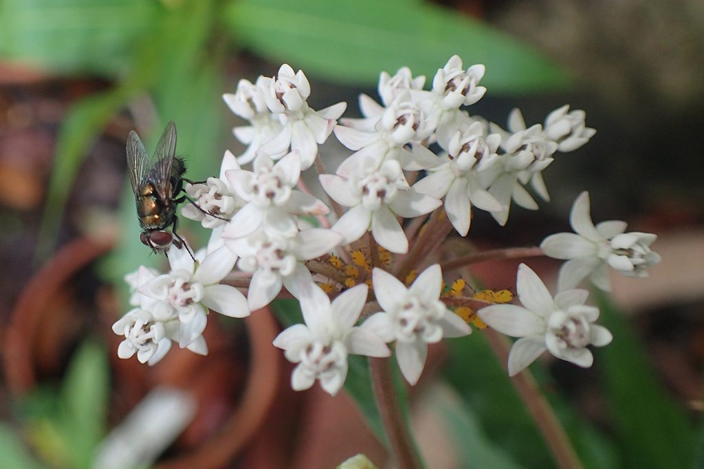 Fly pollinating swamp milkweed, with milkweed aphids beneath.