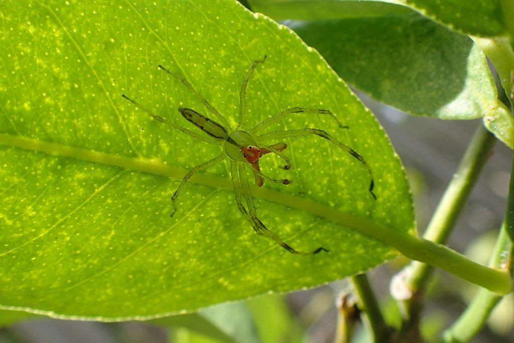 Green translucent spider on Meyer lemon tree leaf.
