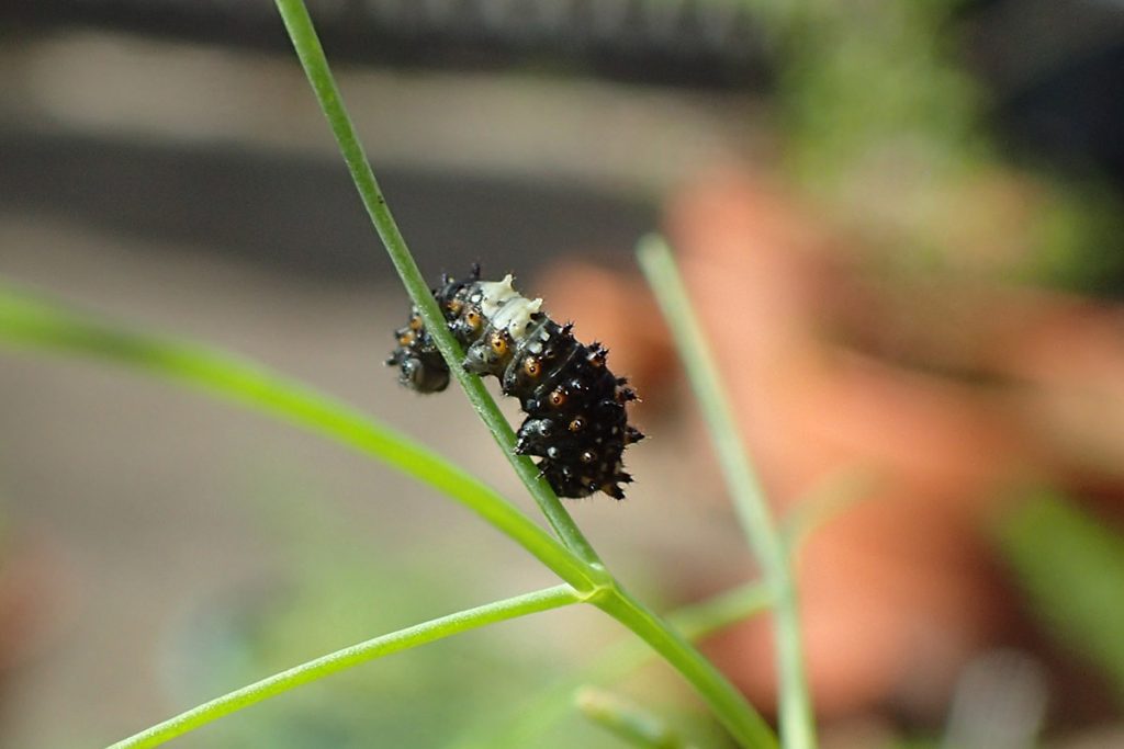 First instar (recently hatched) black swallowtail caterpillar on fennel.