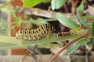 Black swallowtail moments after molting into its final instar.