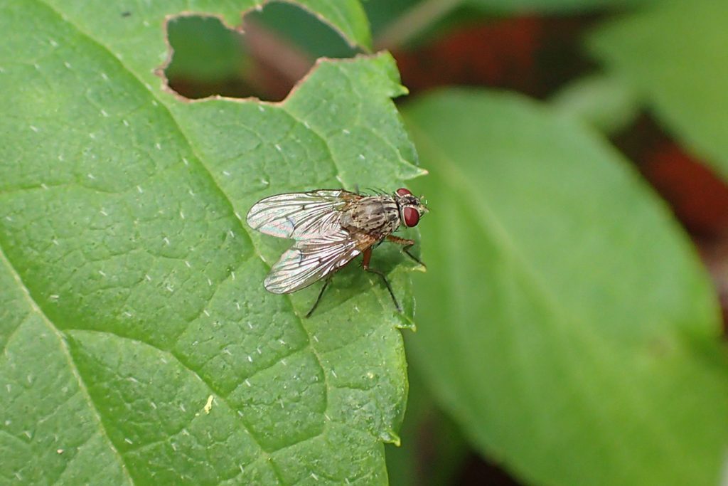 Bug #55: a fly on a hydrangea leaf.