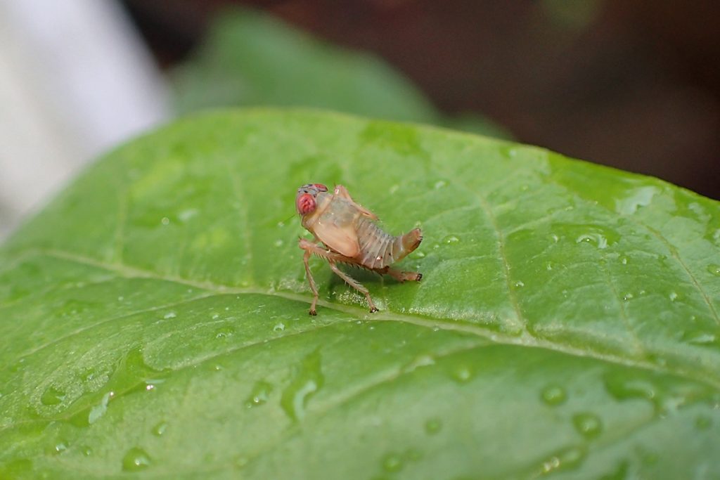 Bug #57: Creepy red eyed thing on swamp milkweed.