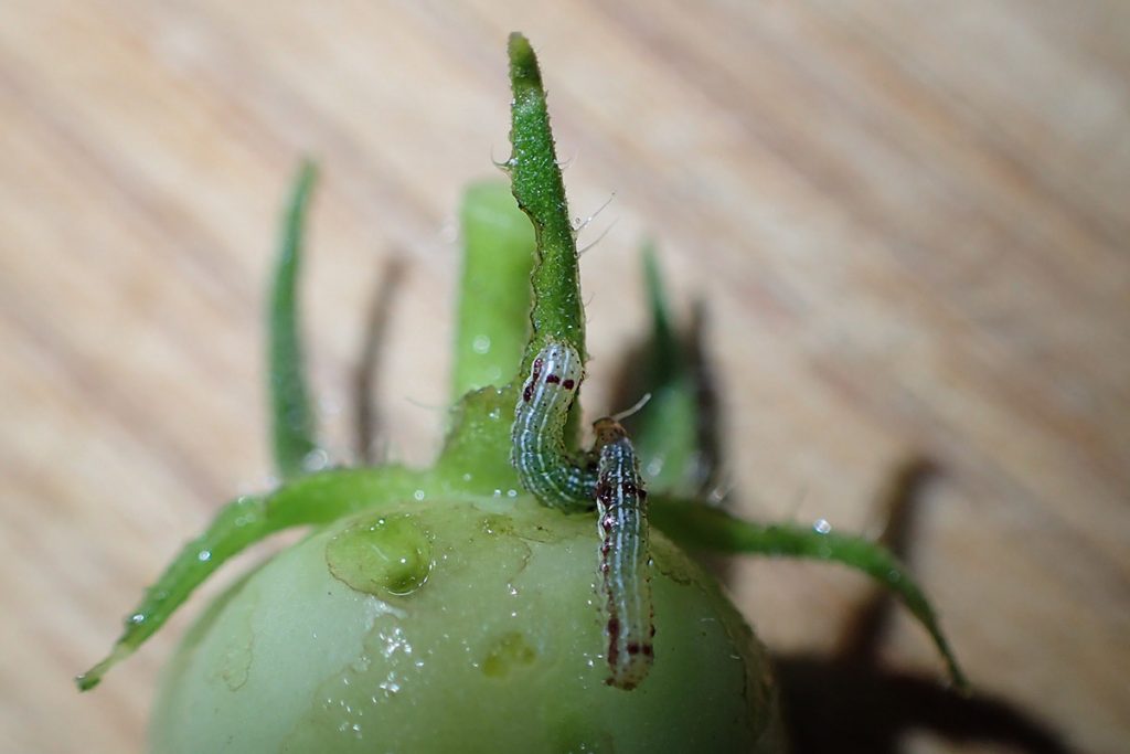 Lily caterpillars on a green tomato.