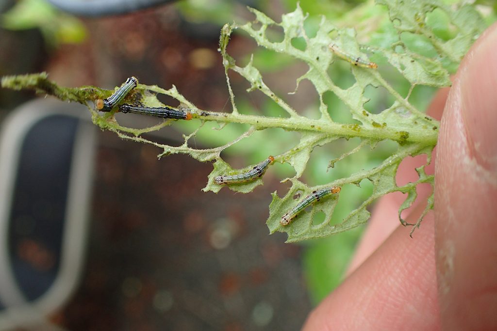 Lily caterpillars consume a tomato leaf.
