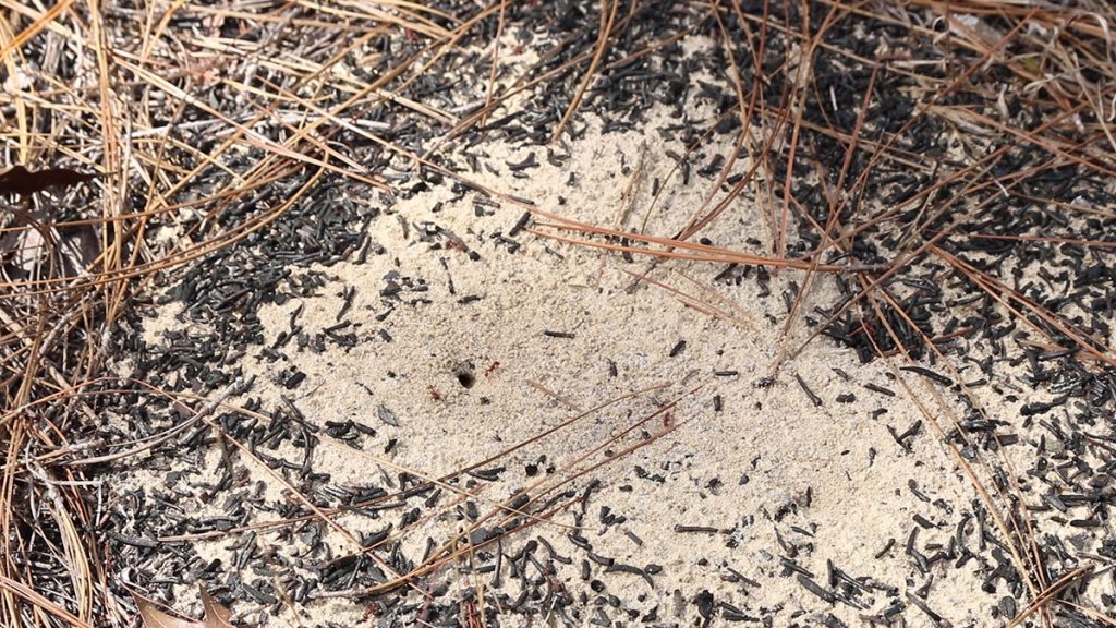 A Florida harvester ant nest in the Apalachicola National Forest. These ants adorn their nests with burnt pine needles.