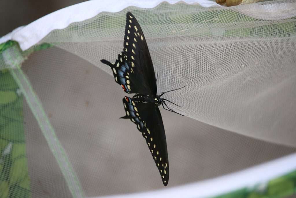 Female black swallowtail butterfly.