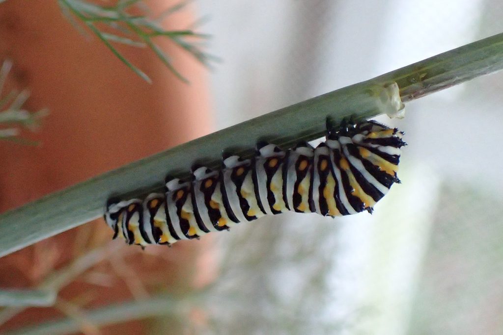 Black swallowtail caterpillar, in its final instar.