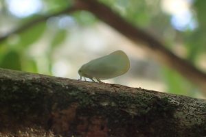 Bug #62: Small white moth on crepe myrtle.