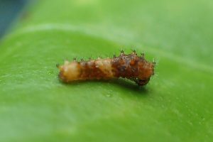 Giant swallowtail caterpillar on Meyer lemon tree.