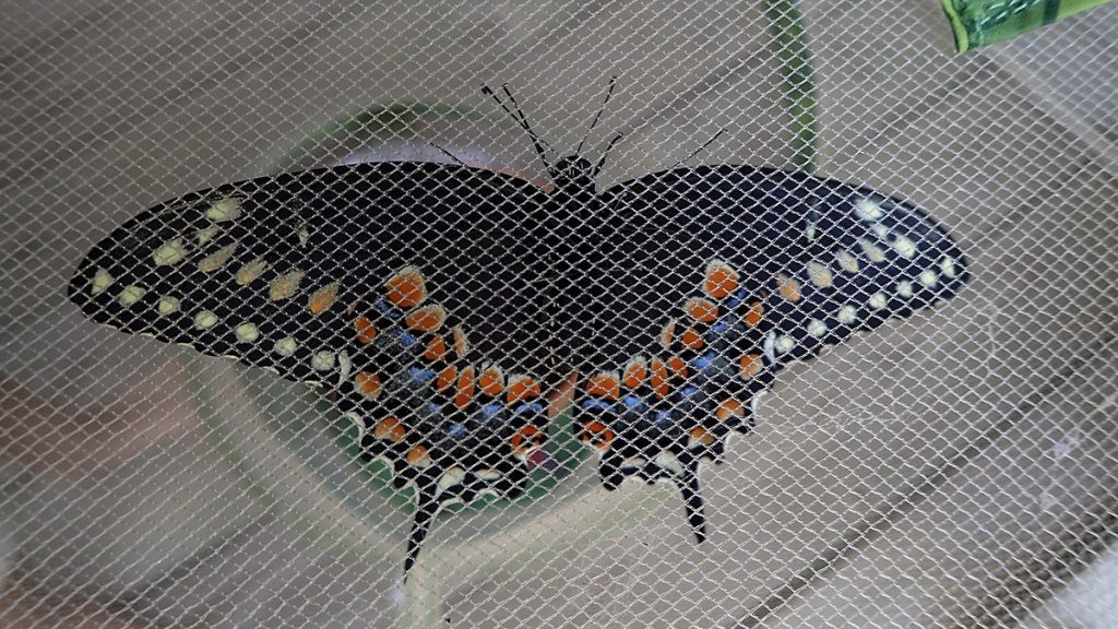 Black swallowtail, recently hatched from its chrysalis.