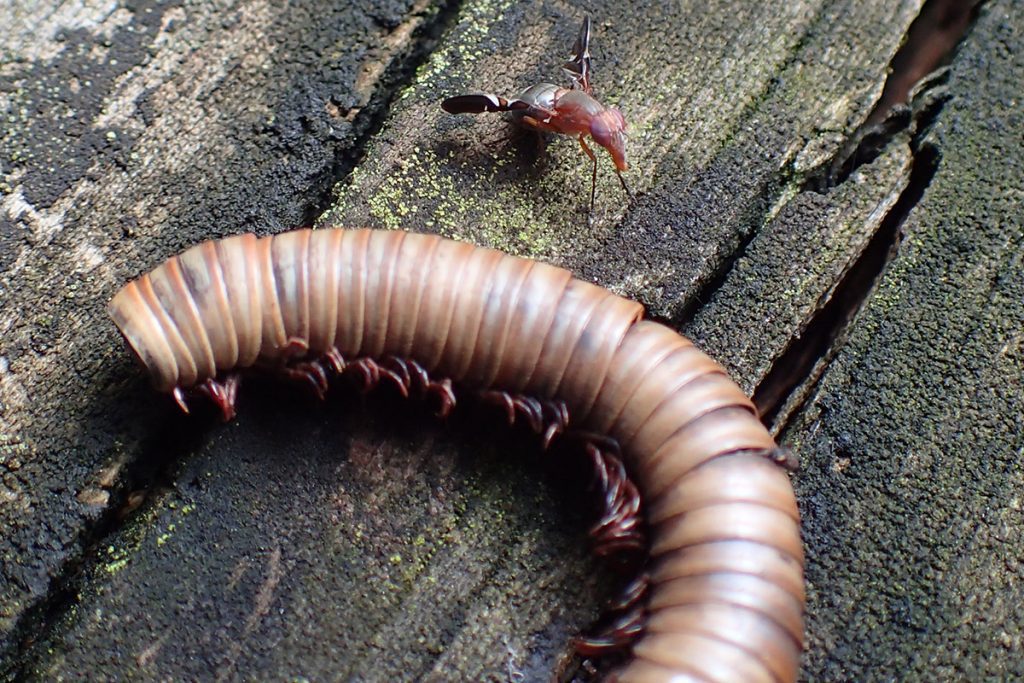 Insect scavenging a millipede.