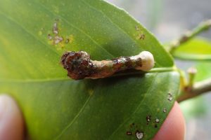 Giant swallowtail caterpillar