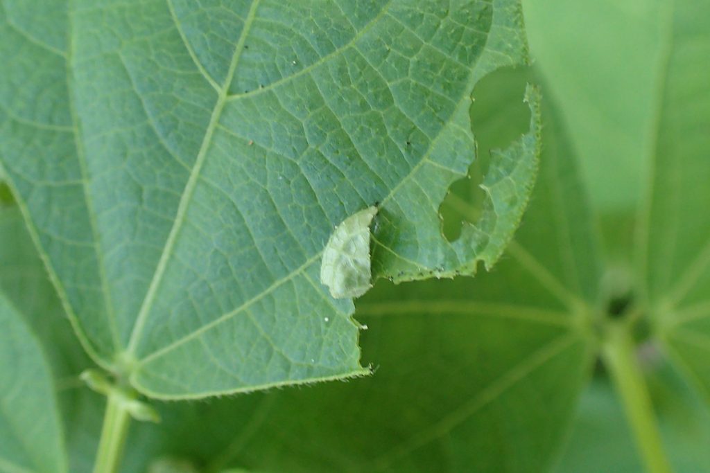 Bean plant leaf with small folds