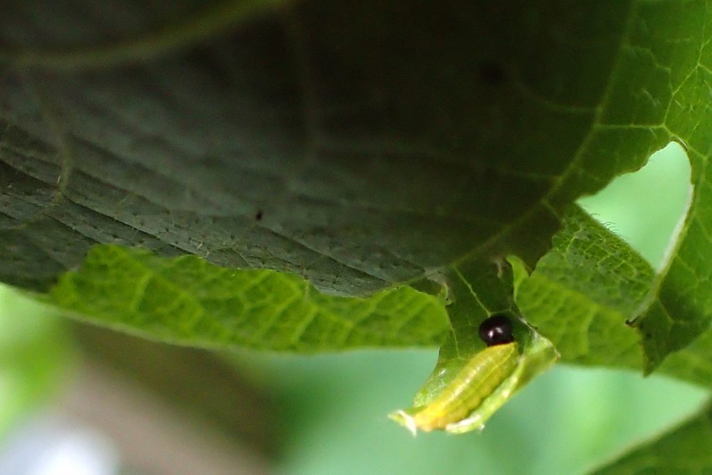 Long-tailed skipper caterpillar (Urbanus proteus) in a bean leaf fold.