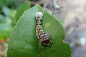 Giant swallowtail caterpillar on Meyer Lemon tree leaf.