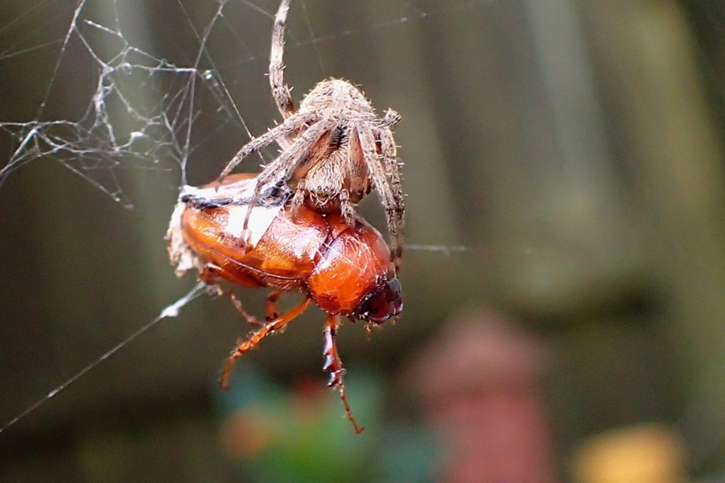 Spider in the process of killing a may beetle in its web.