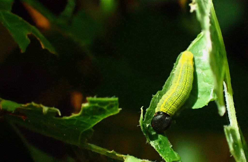 Long-tailed skipper caterpillar.
