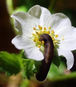 Cutworm eating a strawberry flower.