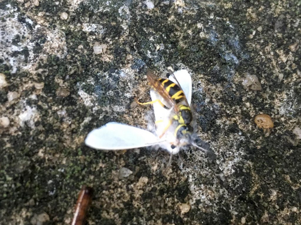 Syrphid fly eating a moth.