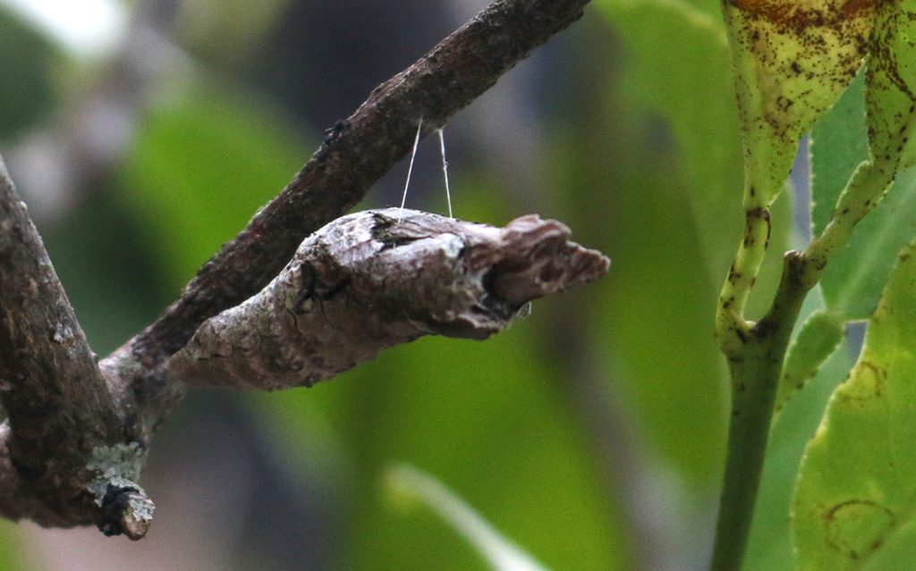 Giant swallowtail chrysalis hanging from Meyer lemon tree.