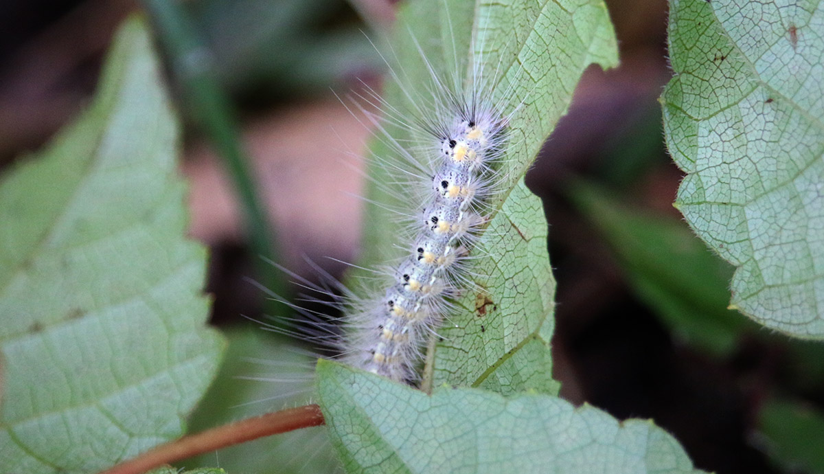 Moth caterpillar?