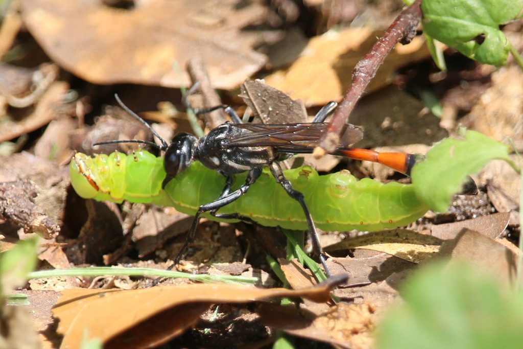 Common Thread Waisted Wasp (Ammophila procera) with its prey, a green caterpillar.