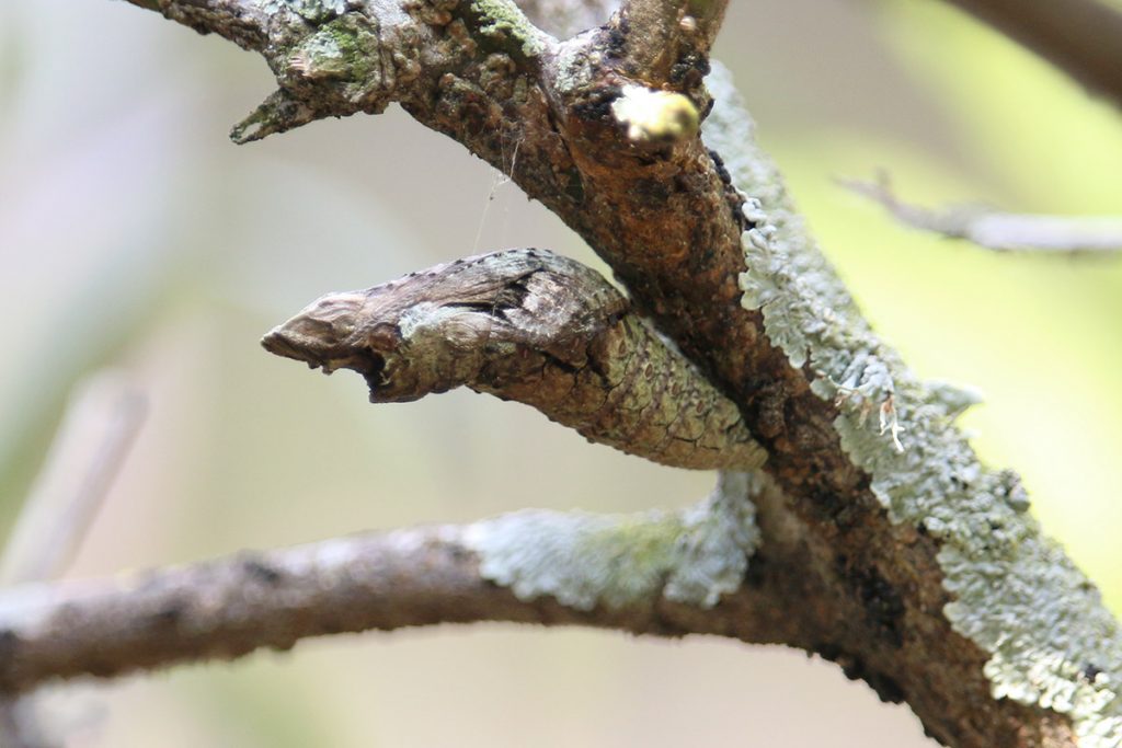 Giant swallowtail chrysalis.