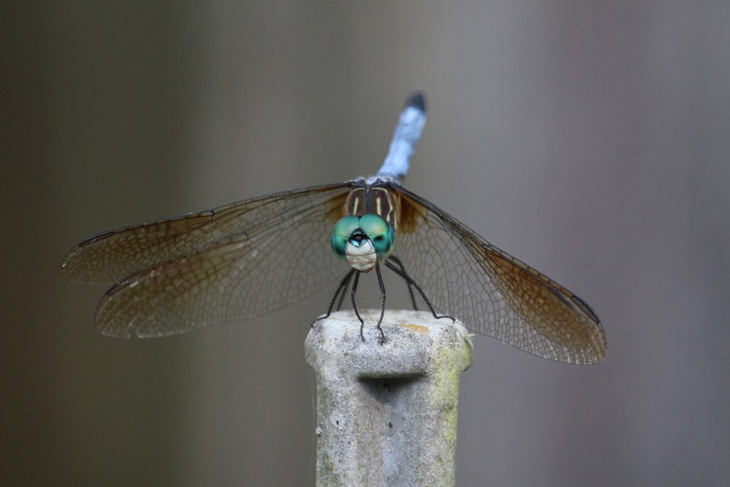 Bug #94 dragonfly (possibly blue dasher).