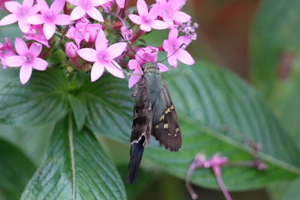 Long-tailed skipper butterfly nectaring on pentas.