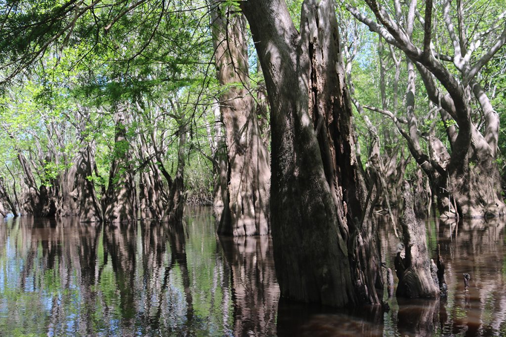 Outside Lake, a cypress/ tupelo swamp off of the Apalachicola River.