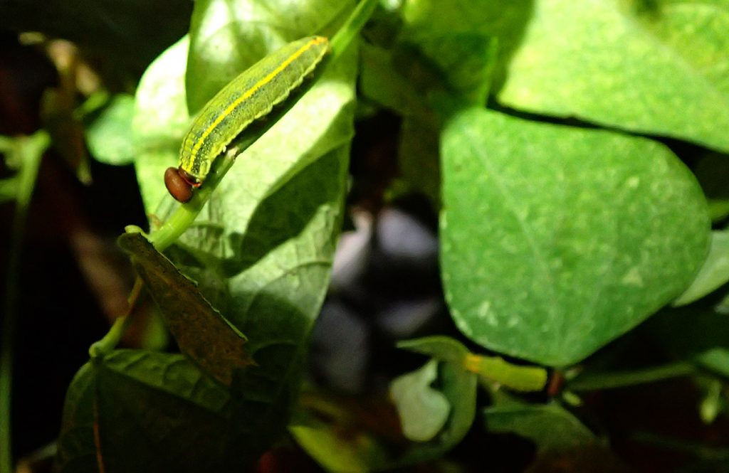 Long-tail skipper caterpillars on pole bean plants, feeding at night.