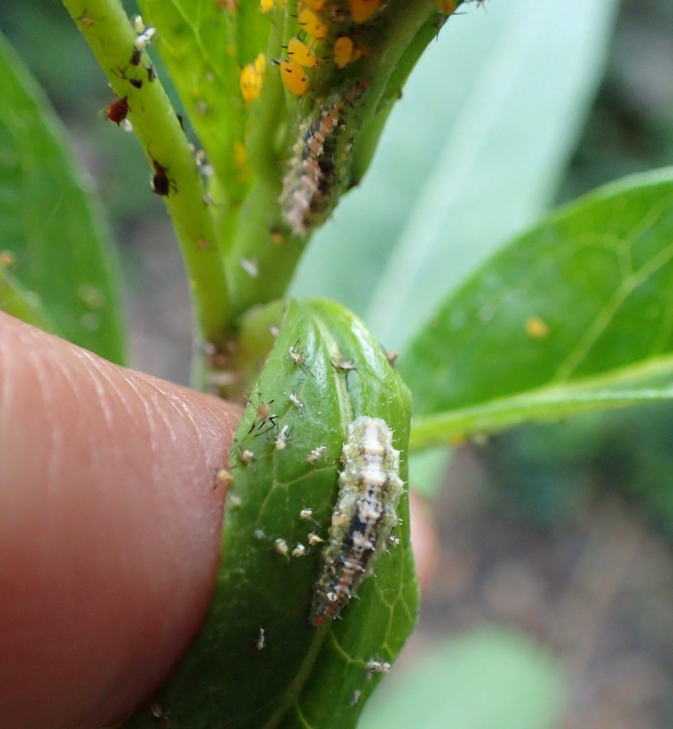 Syphid larva on milkweed leaf.