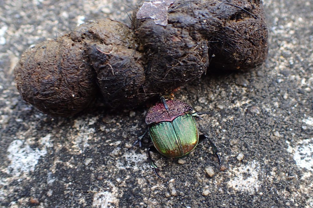 Dung beetle pushing dog poop.