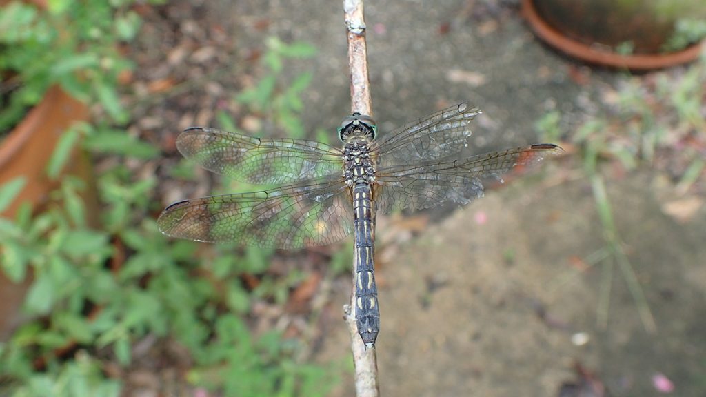Dragonfly, likely a darner (Aeshnidae family).