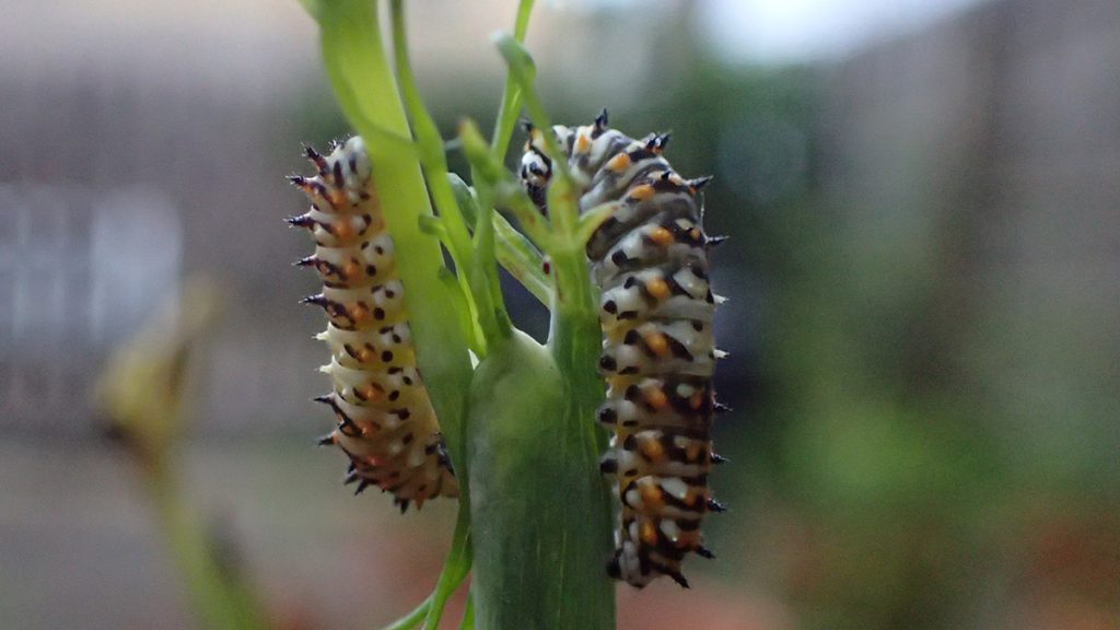 Two black swallowtail caterpillars atop a fennel stalk.