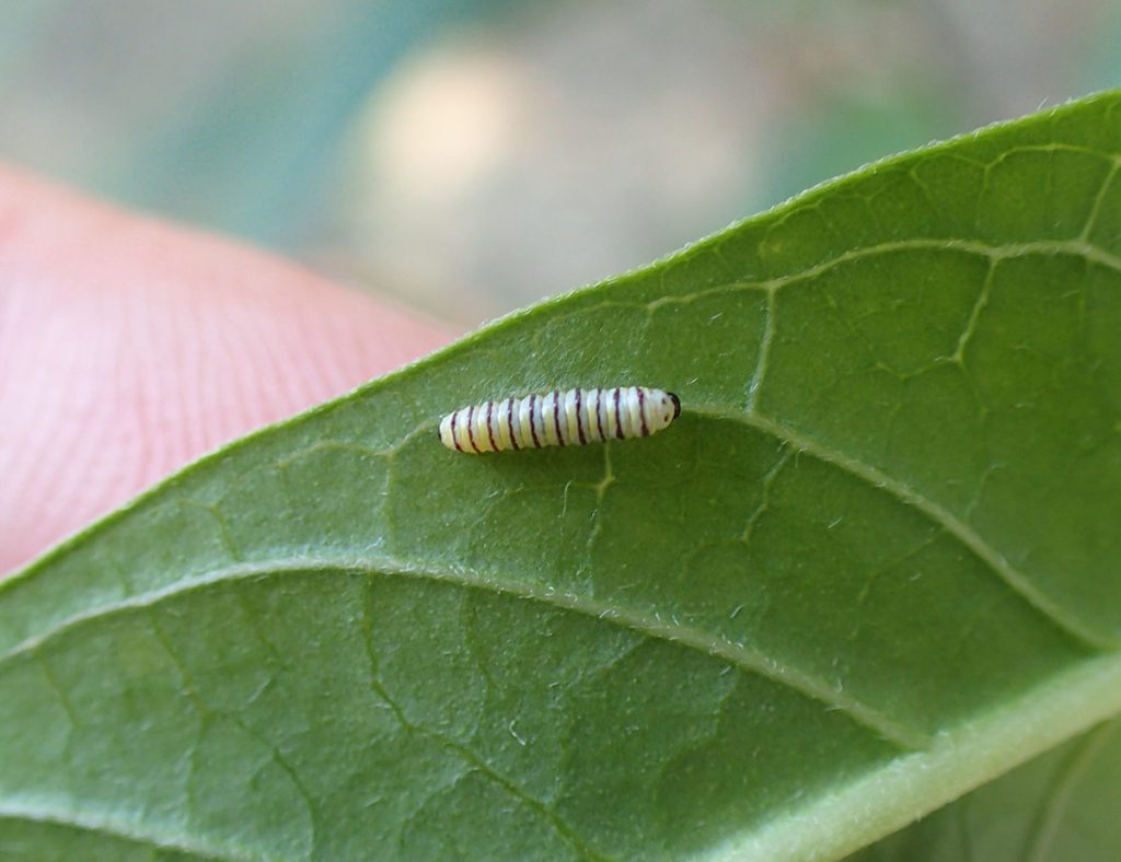 Small monarch caterpillar (maybe 2nd instar) on milkweed leaf.