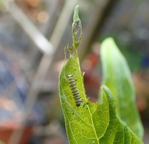 Monarch caterpillar on milkweed.