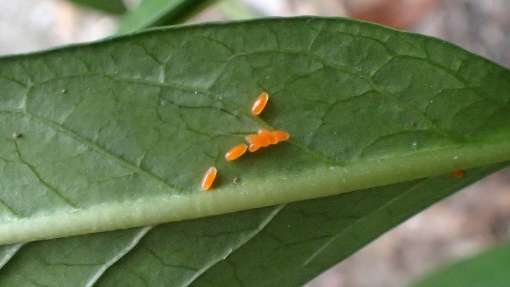 Orange insect eggs on milkweed- swamp milkweed beetle eggs.