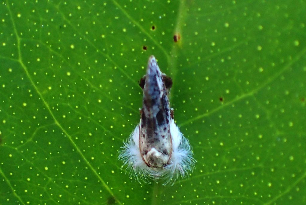 A frilly tubeworm moth.