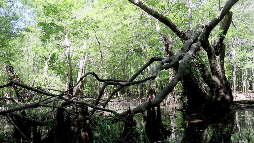A fallen tupelo tree in Outside Lake, a back channel of the Apalachicola River.