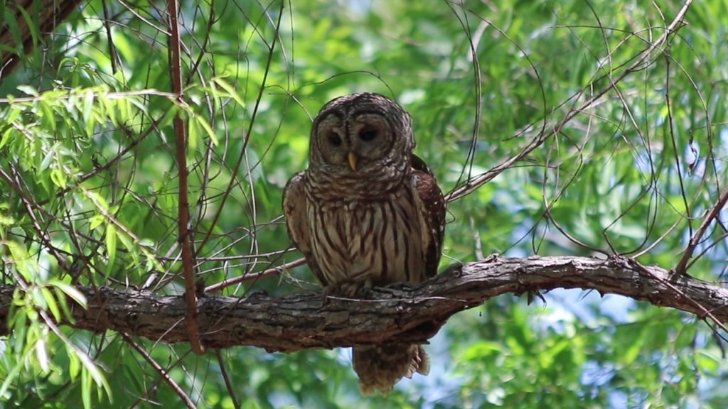 A barred owl scans Poloway Slough for a family of ducks.