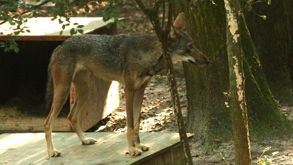 The female red wolf pup stands atop their house at the Tallahassee Museum.