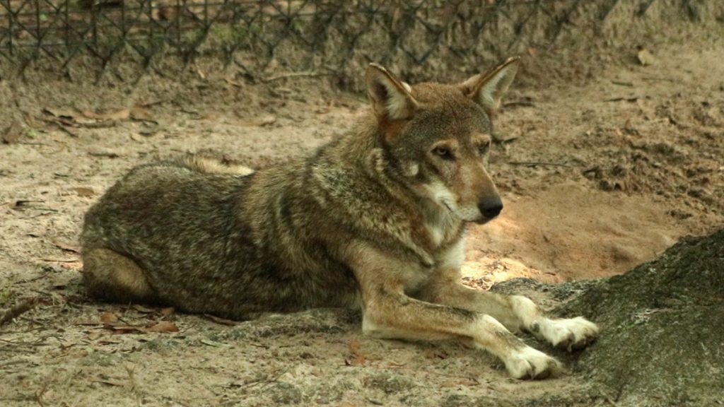 The father red wolf at the Tallahassee Museum.
