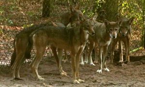 The Tallahassee Museum red wolf family in July of 2018.