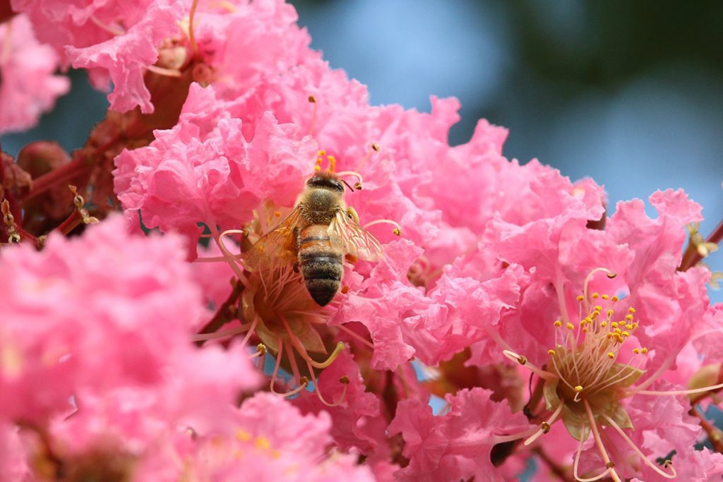Honey bee pollinating a crepe myrtle flower.
