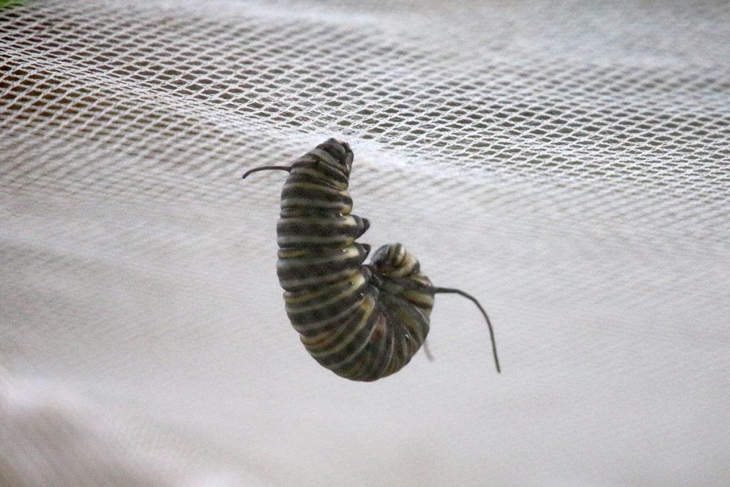 Monarch caterpillar in the "j" position, from which it spins a chrysalis.
